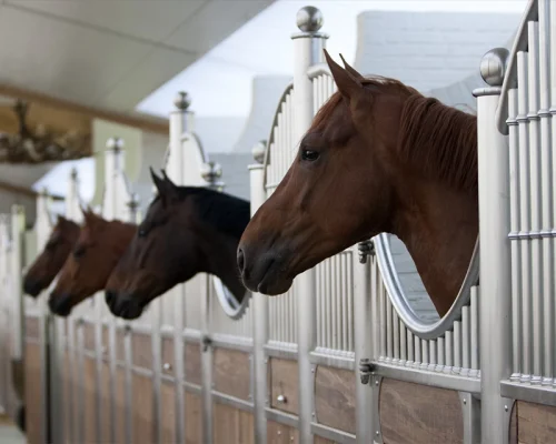 Laake_Horse-Stall-Front-Costa-look-out