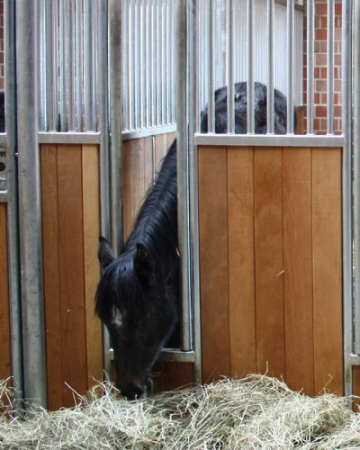 Laake_Horse-Stall-Front-Laufstall-feeding-spot